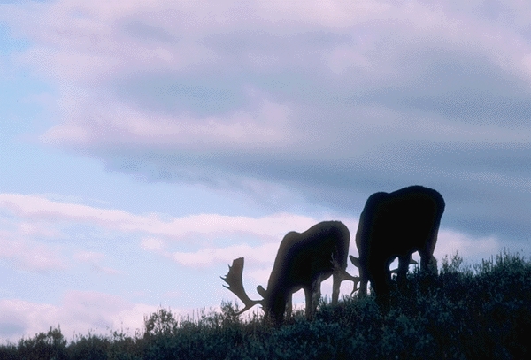 - Forest- Hiking- Wildlife- Camping- Outdoor_activities