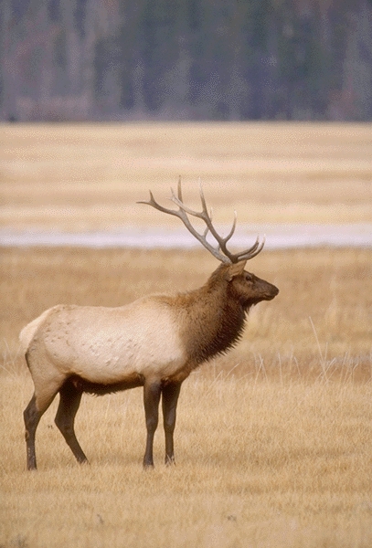 adventure, travel, wildlife, nature, exploration